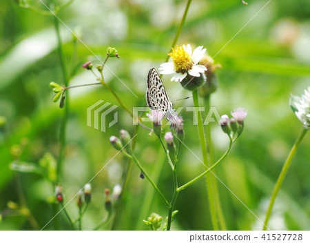 white wild daisy grass flowers in green field white wild daisy grass flowers in green field 41527728