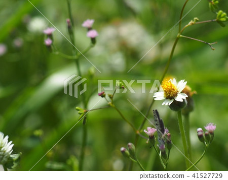 white wild daisy grass flowers in green field 41527729