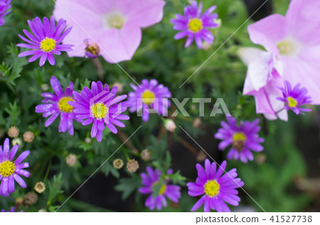 紫色可愛的花朵 41527738
