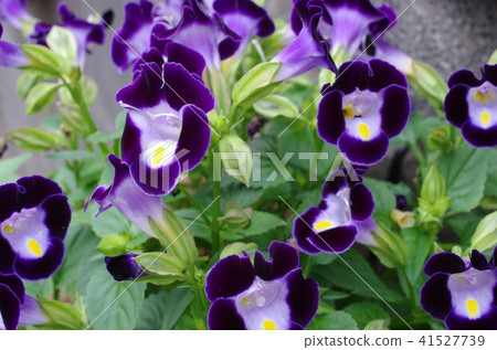 紫色可愛的花朵 紫色可愛的花朵 41527739