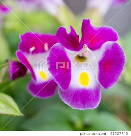 紫色可愛的花朵 紫色可愛的花朵 41527740
