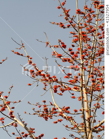 tree with red beautiful flowers and less leaves tree with red beautiful flowers and less leaves 41527954