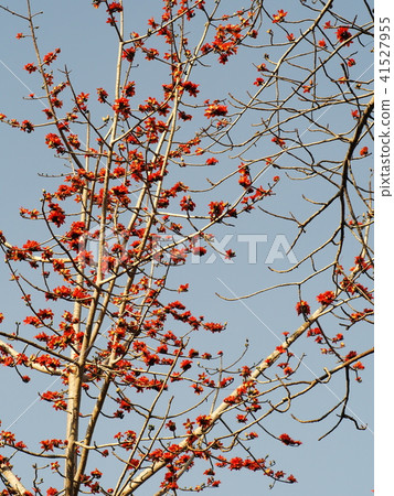 tree with red beautiful flowers and less leaves 41527955