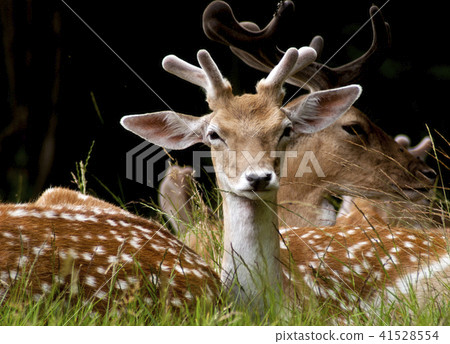 Wild young deer with family  41528554