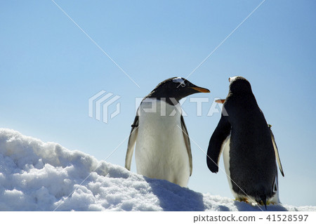 Penguin herd of penguins on ice Penguin herd of penguins on ice 41528597