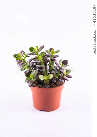 Krassula Minor 41530197