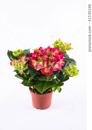 A red hydrangea in a pot 41530198