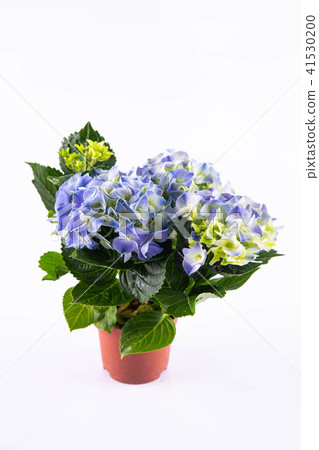 A blue hydrangea in a pot 41530200