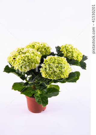 A green hydrangea in a pot 41530201