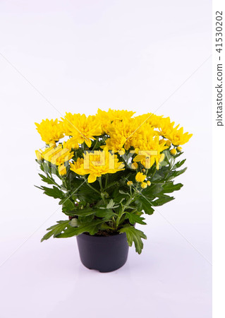 Chrysanthemum yellow bush 41530202