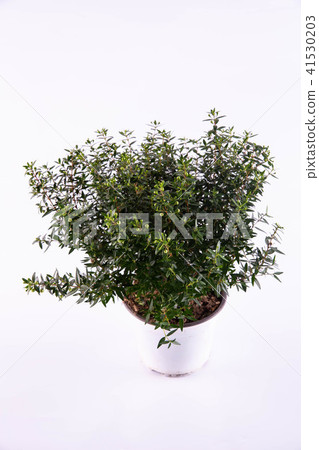 A myrtle ordinary in a white pot 41530203