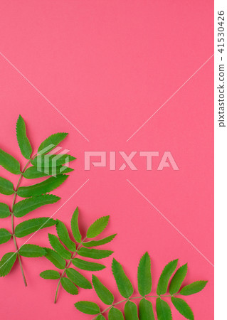 Green rowan tree leaves on bright pink background 41530426