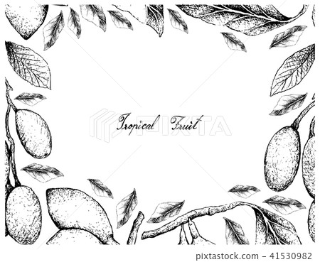 Elaeocarpus Hygrophilus and Curriola Fruits 41530982