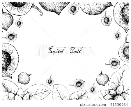 False Mangosteen Ellipeiopsis Cherrevensis Fruits False Mangosteen Ellipeiopsis Cherrevensis Fruits 41530984
