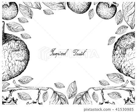 Feroniella Lucida and Ebony Fruits 41530985
