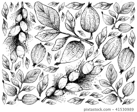 Gardenia Erubescens and Barringtonia Edulis Fruits 41530989