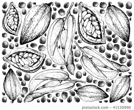 Dead Man's Fingers and Theobroma Cacao Fruits 41530990