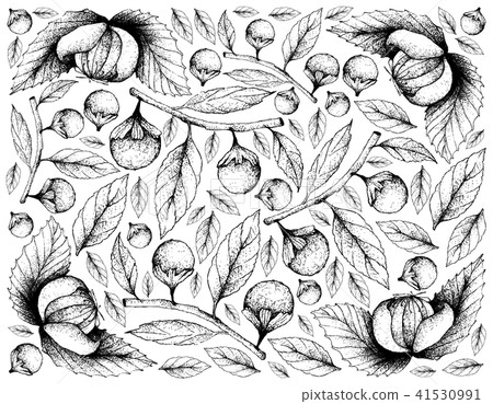 Dengen and Cordia Caffra Fruits 41530991