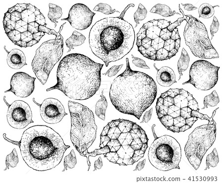 False Mangosteen and Duguetia Furfuracea Fruits 41530993