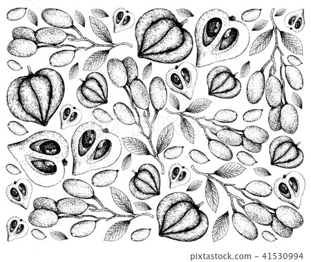 Elaeocarpus Hygrophilus and Canistel or Eggfruit 41530994