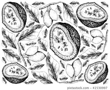 Feroniella Lucida and Curriola Fruits 41530997