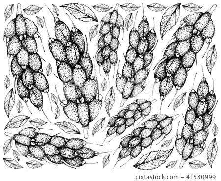 Barringtonia Edulis Fruits 41530999