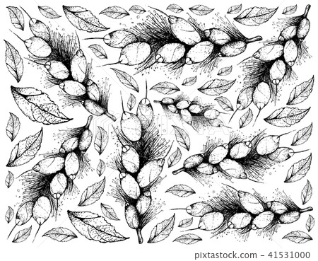 Barringtonia Edulis Fruits 41531000