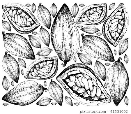 Theobroma Cacao Fruits 41531002