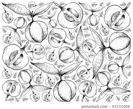 Hand Drawn Background of Diospyros Blancoi Fruits Hand Drawn Background of Diospyros Blancoi Fruits 41531008