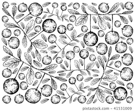 Diospyros Filipendula Fruits 41531009