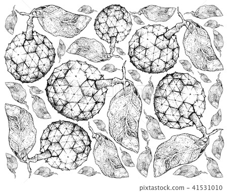 Hand Drawn Background Duguetia Furfuracea Fruits Hand Drawn Background Duguetia Furfuracea Fruits 41531010