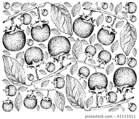 Hand Drawn Background of Fresh Ebony Fruits 41531011