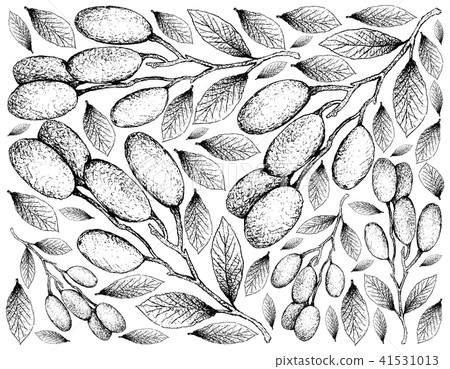 Background of Elaeocarpus Hygrophilus Fruits Background of Elaeocarpus Hygrophilus Fruits 41531013