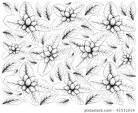 Background of Ellipeiopsis Cherrevensis Fruits Background of Ellipeiopsis Cherrevensis Fruits 41531014