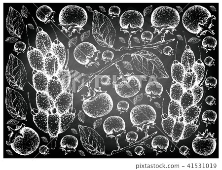 Ebony and Barringtonia Edulis Fruits on Chalkboard 41531019