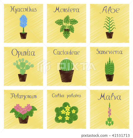 Malva Hyacinthus Monstera Opuntia Cactoideae Aloe 41531713