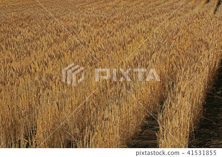 小麥的耳朵 41531855