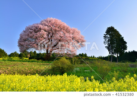 Wild mountain cherry tree in Baba Wild mountain cherry tree in Baba 41532380