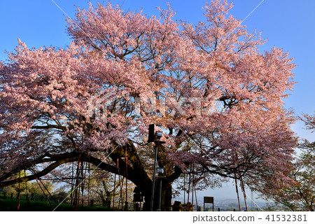 One cherry tree of Asai One cherry tree of Asai 41532381