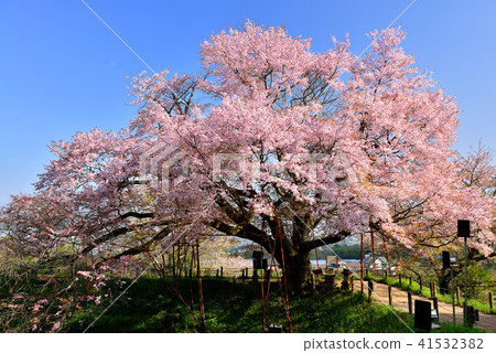 One cherry tree of Asai One cherry tree of Asai 41532382