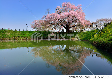 One cherry tree of Asai One cherry tree of Asai 41532383
