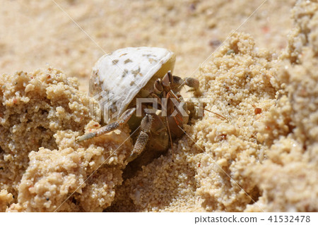 Crab hermit hides in the shell on the sea 41532478