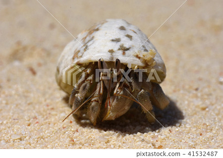 Crab hermit hides in the shell on the sea 41532487