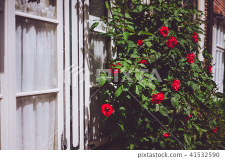 White window frames with red rose bushes. Warm sunlight and summer flowers White window frames with red rose bushes. Warm sunlight and summer flowers 41532590