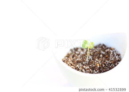 新葉 新葉 41532899