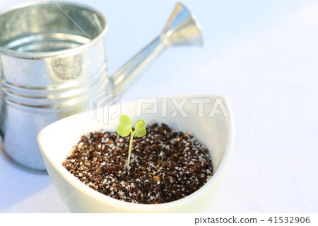 年輕的葉子和雨茹 年輕的葉子和雨茹 41532906