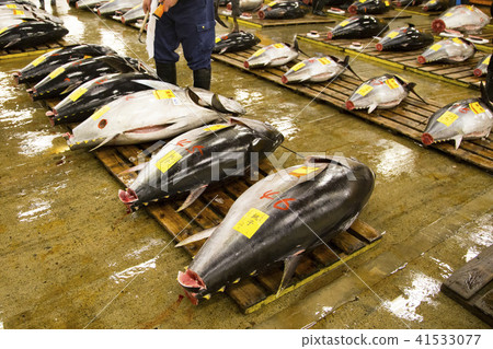 Tsukiji Market Tuna Wholesale Fresh tuna to be bought 41533077