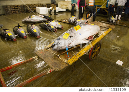 築地市場金槍魚批發地點的籃子生金槍魚 築地市場金槍魚批發地點的籃子生金槍魚 41533109