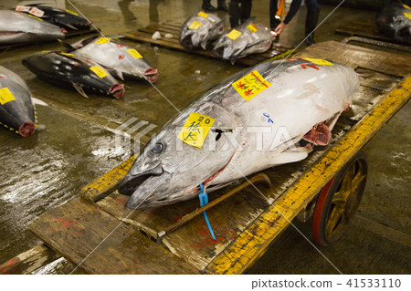 築地市場金槍魚批發地點的籃子生金槍魚 築地市場金槍魚批發地點的籃子生金槍魚 41533110