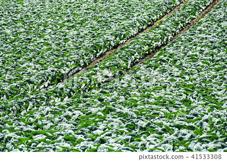 白菜田 白菜田 41533308